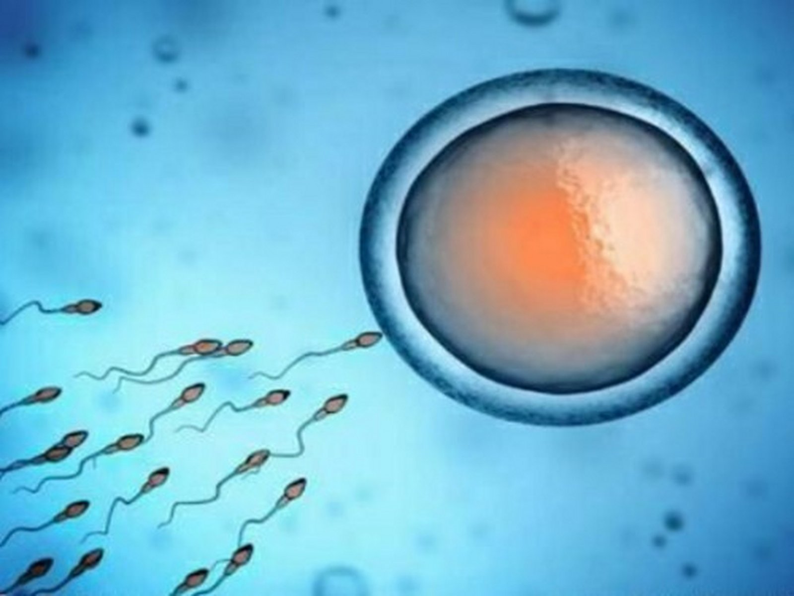 Improve Sperm Quality Through Diet