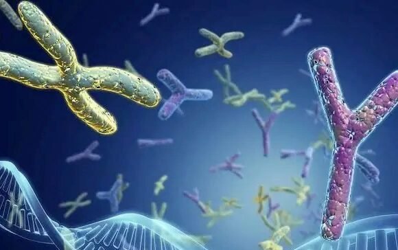 chromosomal abnormalities affect embryo quality